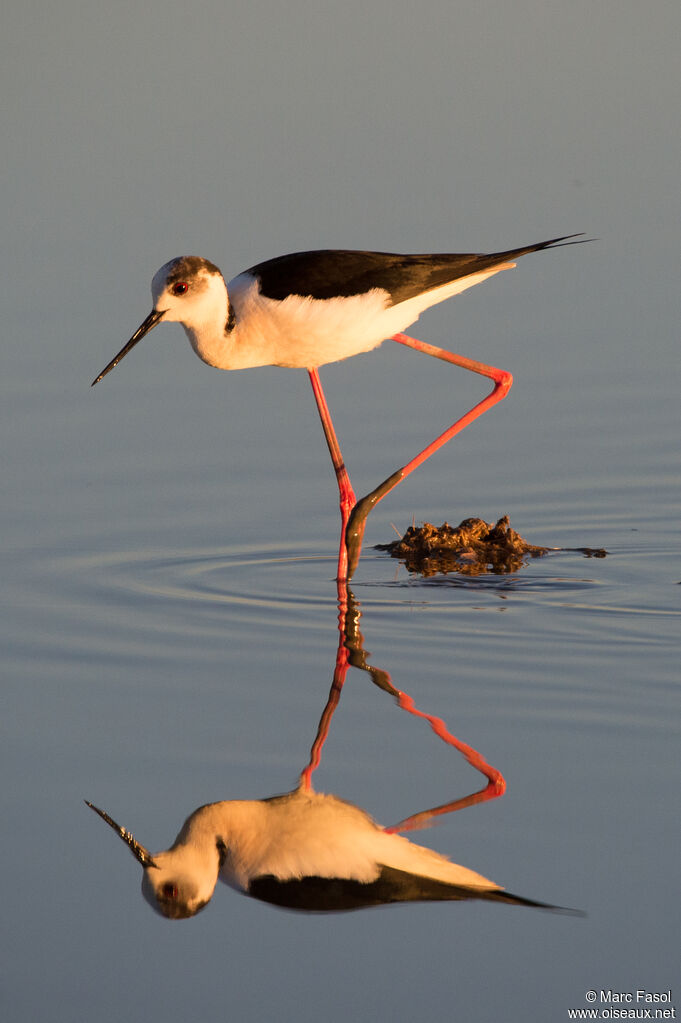 Black-winged Stilt male adult, identification