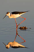 Black-winged Stilt