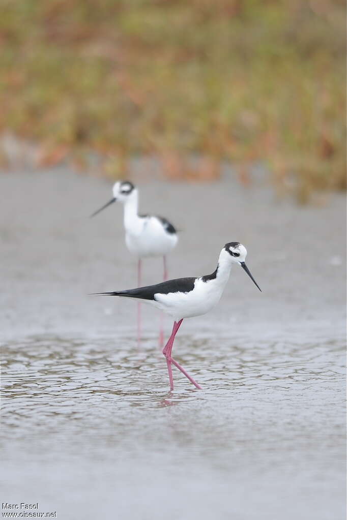 Black-necked Stiltadult post breeding, identification, Behaviour