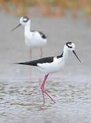 Black-necked Stilt