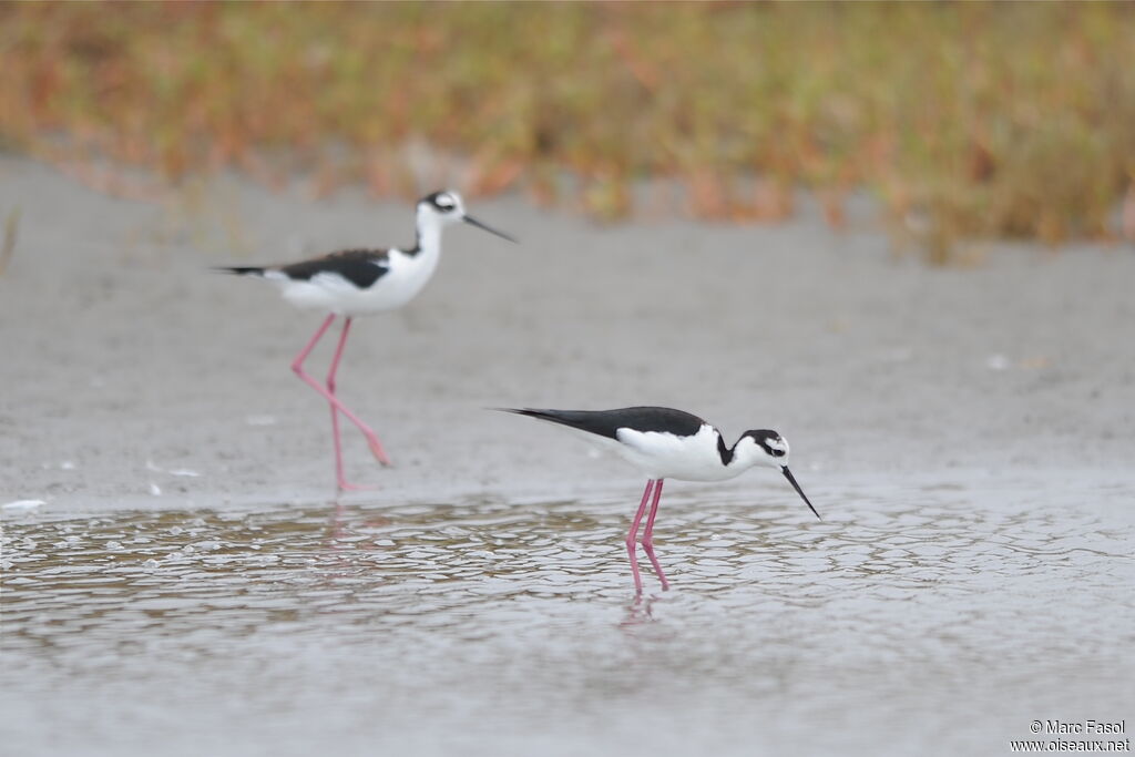 Black-necked Stilt adult, identification