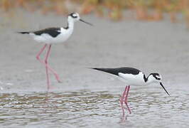 Black-necked Stilt