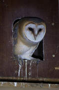 Western Barn Owl