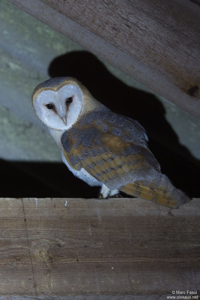 Western Barn Owl, close-up portrait