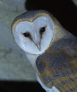 Western Barn Owl