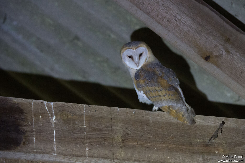 Western Barn Owlsubadult, habitat