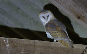 Western Barn Owl