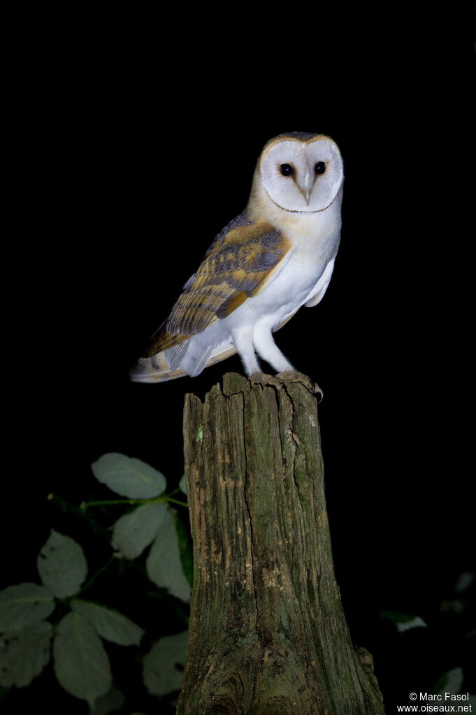 Western Barn Owlsubadult, identification