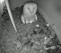 Western Barn Owl