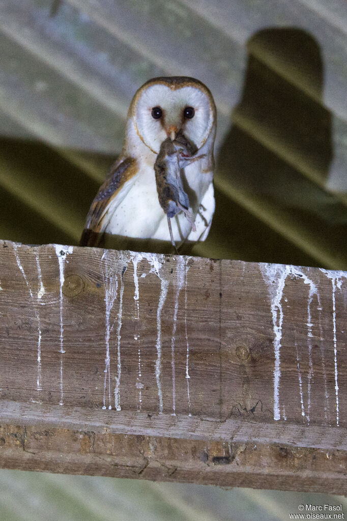 Western Barn Owladult breeding, identification, feeding habits