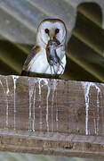 Western Barn Owl