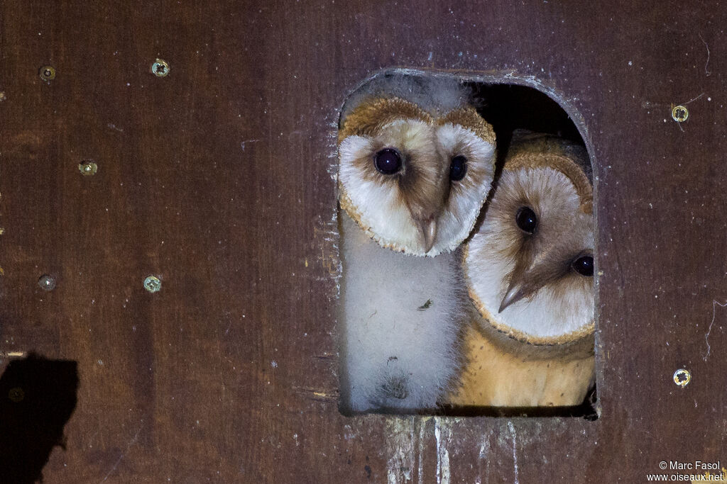 Western Barn Owljuvenile, Reproduction-nesting