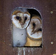 Western Barn Owl