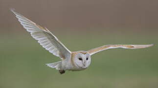 Western Barn Owl