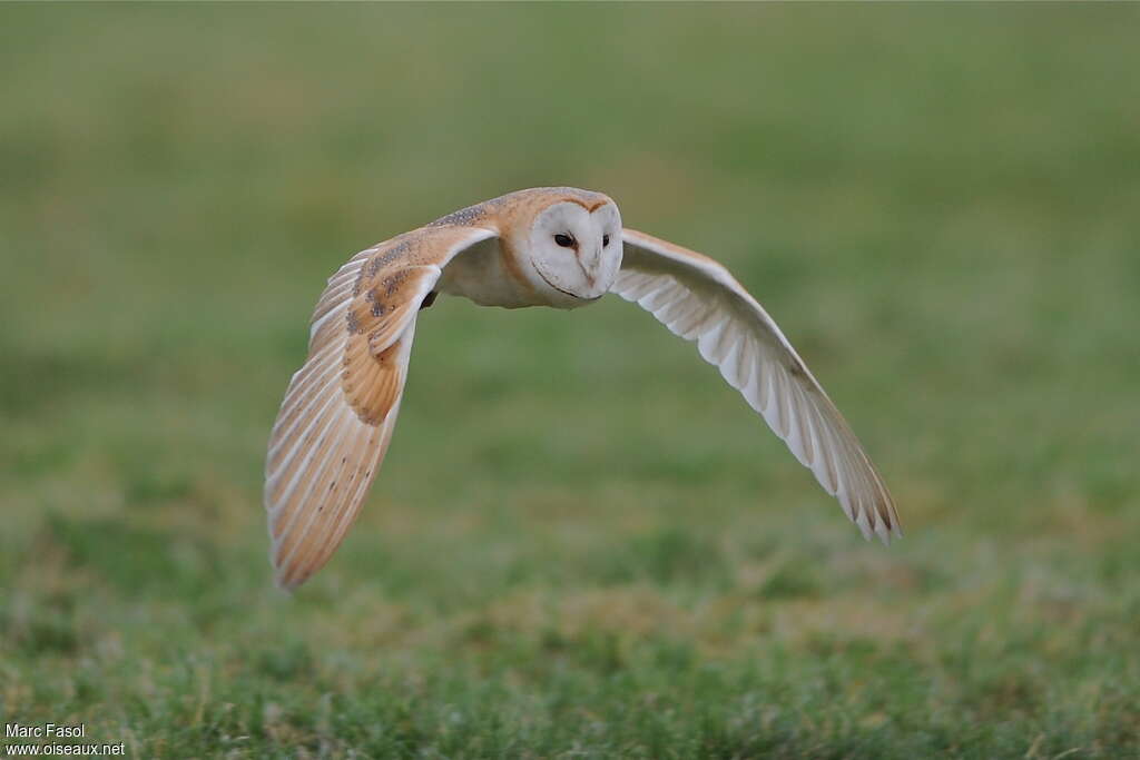 Western Barn Owl male adult, Flight