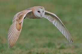 Western Barn Owl