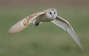 Western Barn Owl