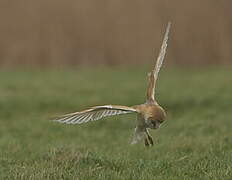 Western Barn Owl