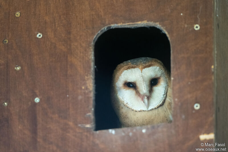 Western Barn Owl male adult breeding, identification, Reproduction-nesting