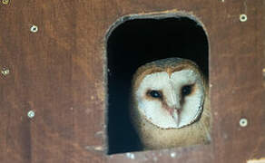 Western Barn Owl