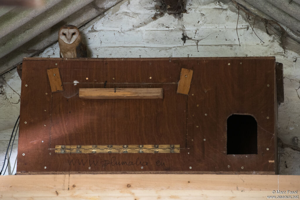 Western Barn Owl male adult, identification, Reproduction-nesting