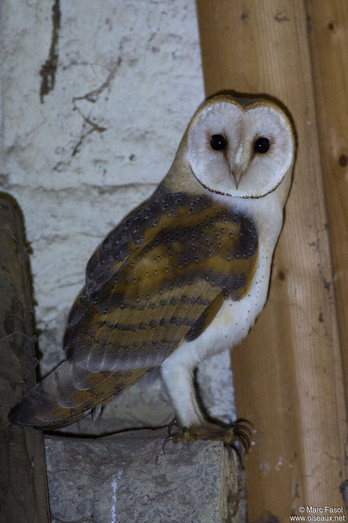 Western Barn Owlsubadult, habitat