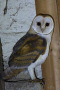 Western Barn Owl