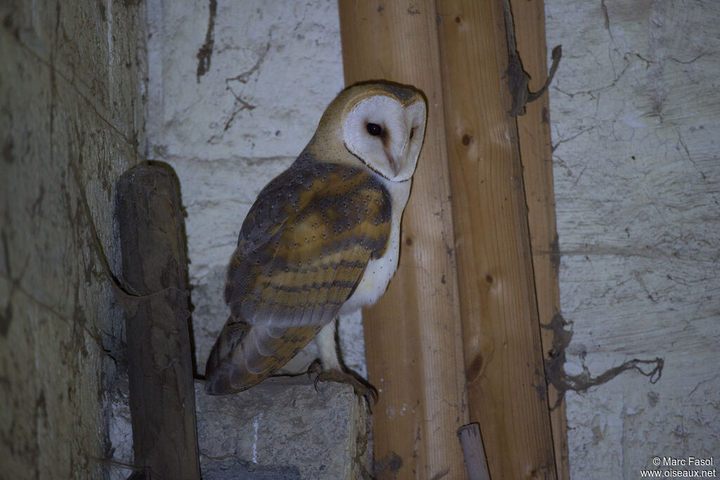 Western Barn Owlsubadult, habitat