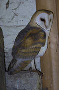 Western Barn Owl