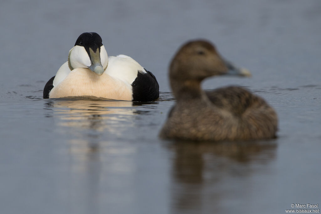 Common Eideradult breeding