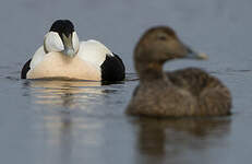 Eider à duvet