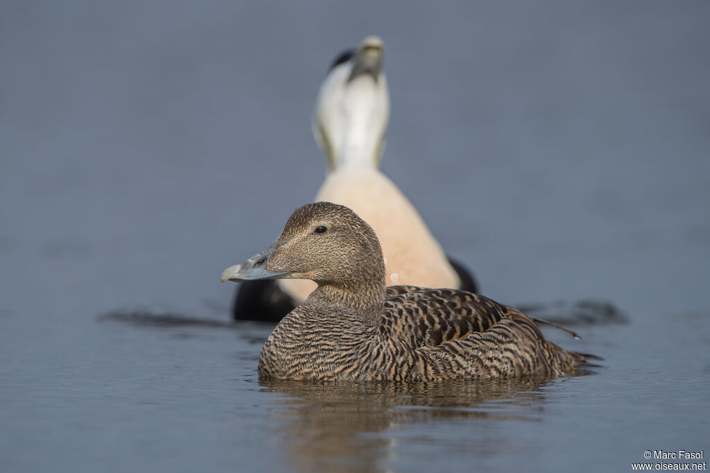 Eider à duvetadulte nuptial, parade