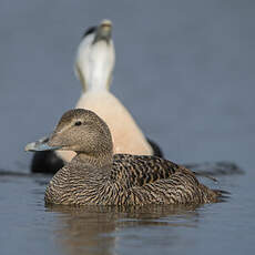 Eider à duvet