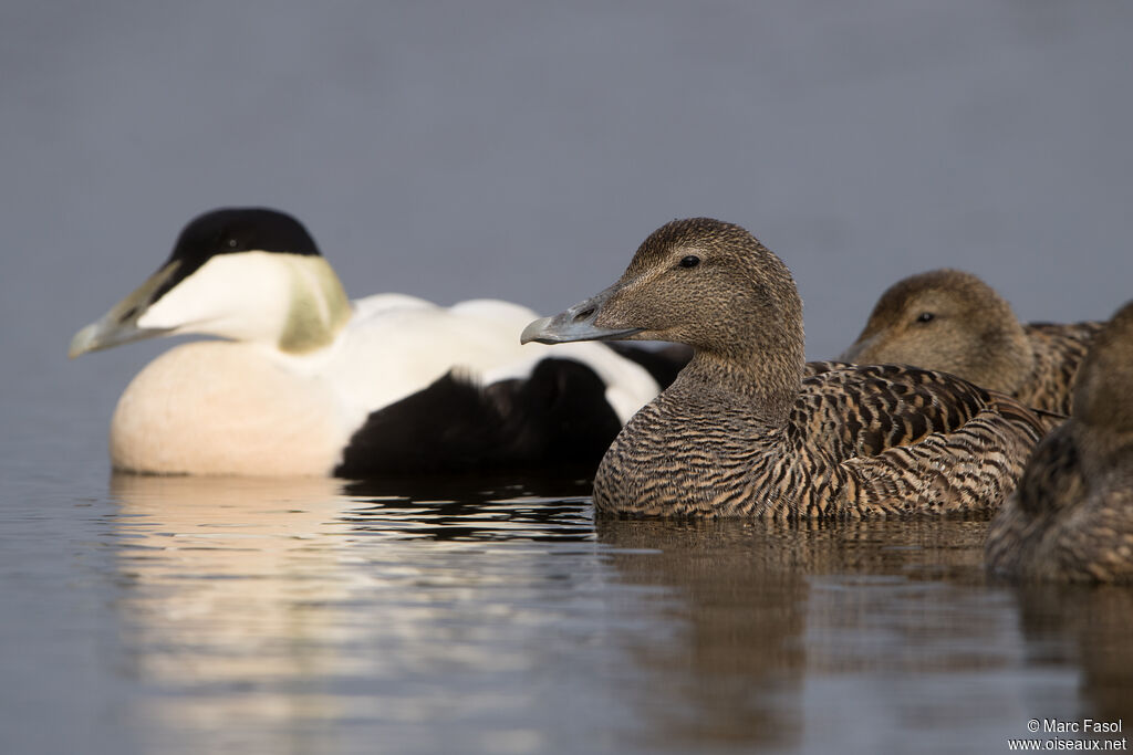 Eider à duvet