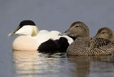 Eider à duvet