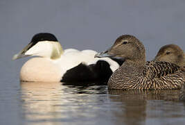 Common Eider