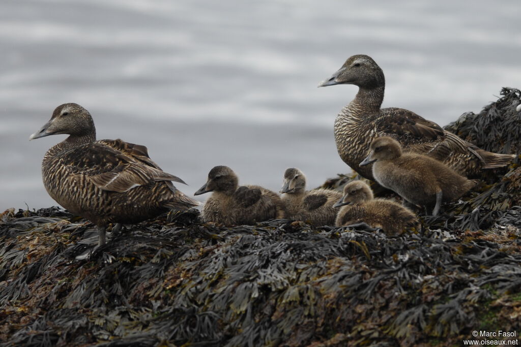 Eider à duvet, Nidification