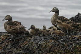 Common Eider