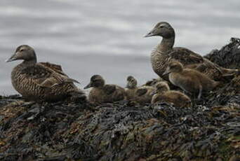 Eider à duvet