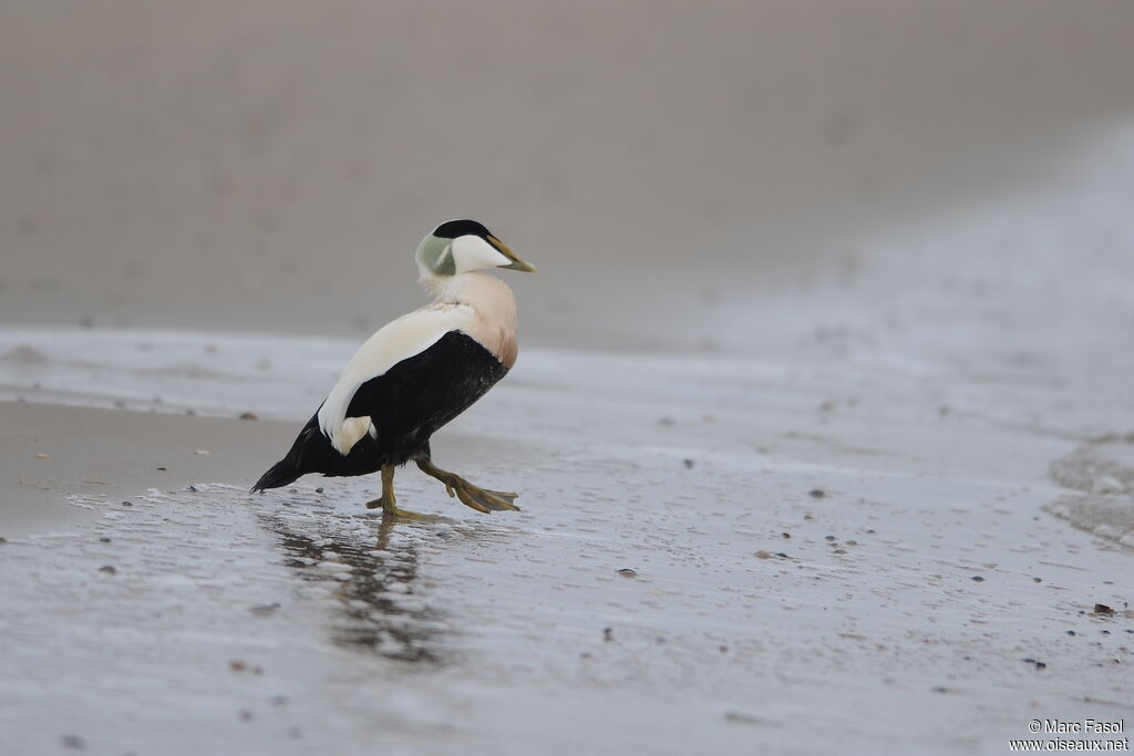 Common Eider Somateria Mollissima Male Adult Post Breeding