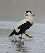 Common Eider