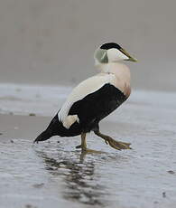 Eider à duvet