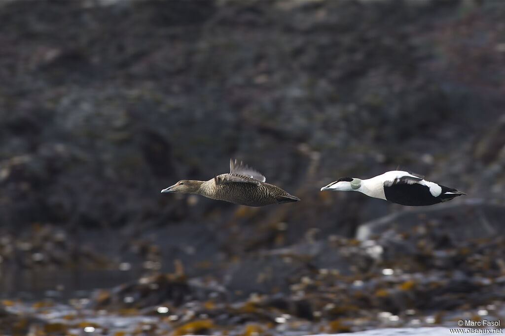 Common Eider adult, Flight