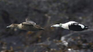 Common Eider