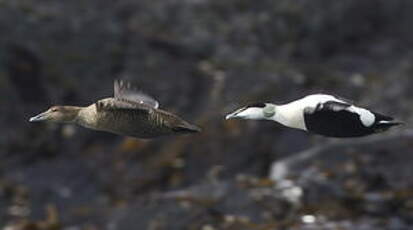 Eider à duvet