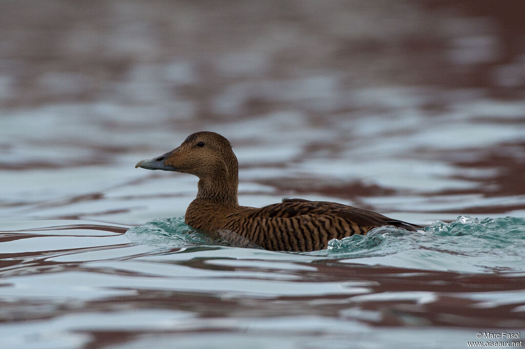 Eider à duvet femelle adulte, identification, nage