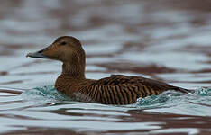 Eider à duvet