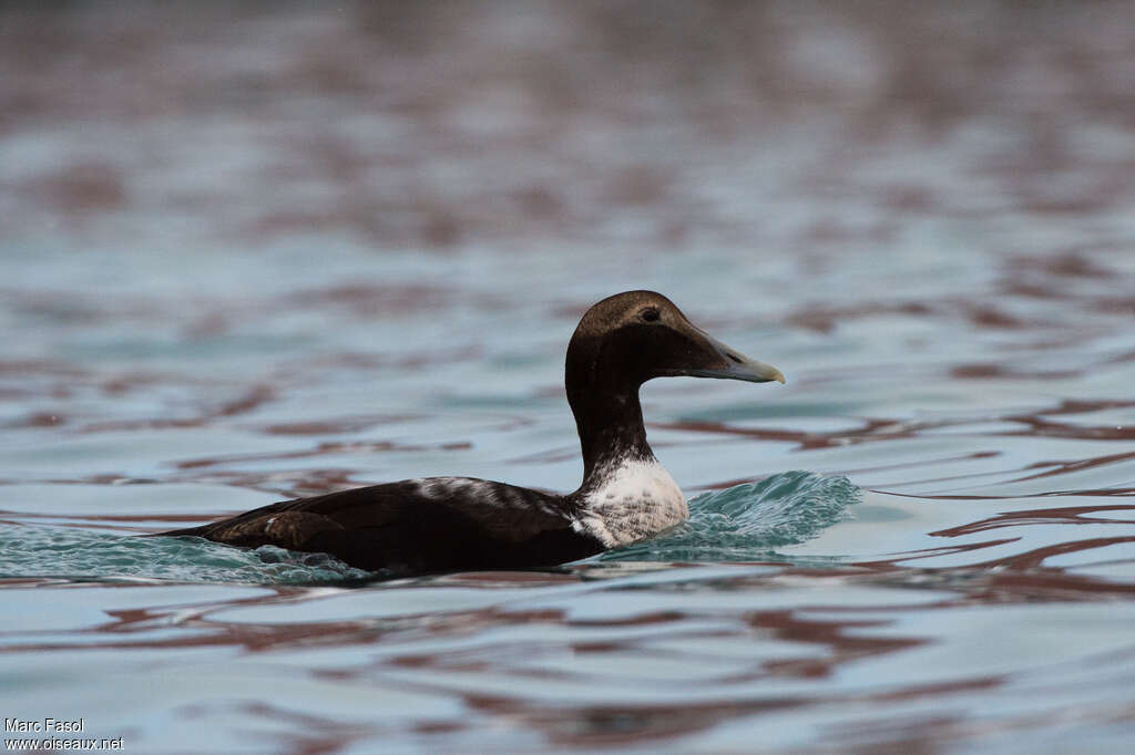 Eider à duvet mâle adulte internuptial, identification