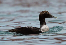 Common Eider