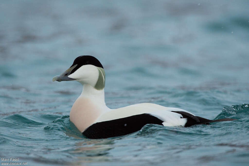 Eider à duvet mâle adulte nuptial, identification